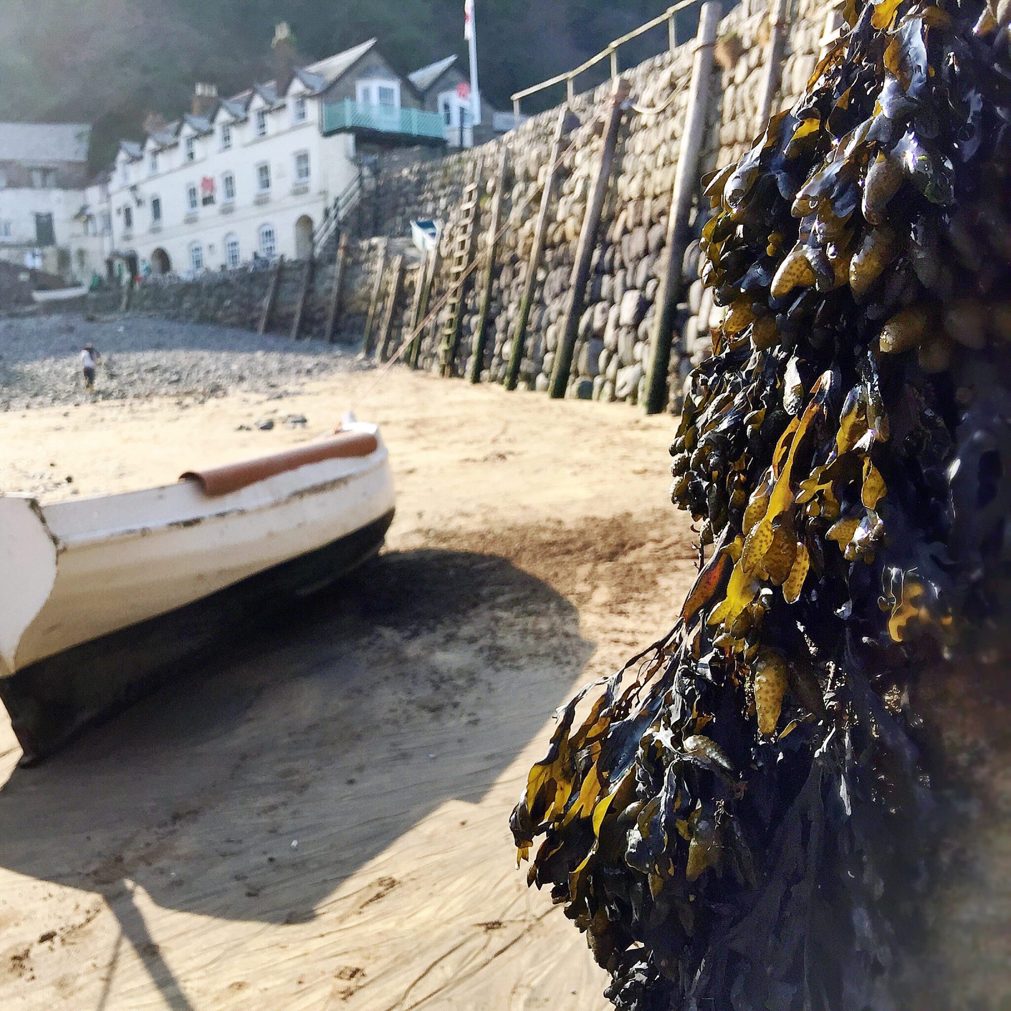 The Clovelly Seaweed Festival