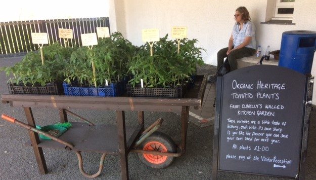 A Heritage tomato collection for sale.  Lucy Halliday, Head Gardener