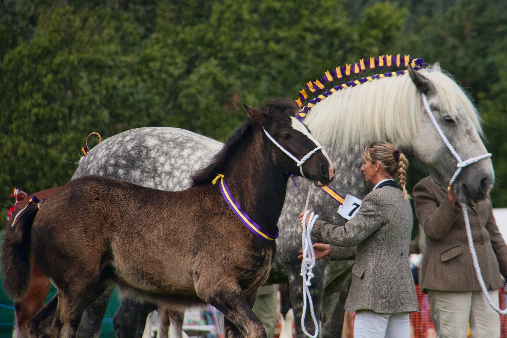 Woolsery Agricultural show