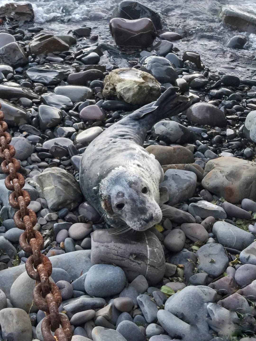 A very poorly seal pup washed up on Sunday 27 October