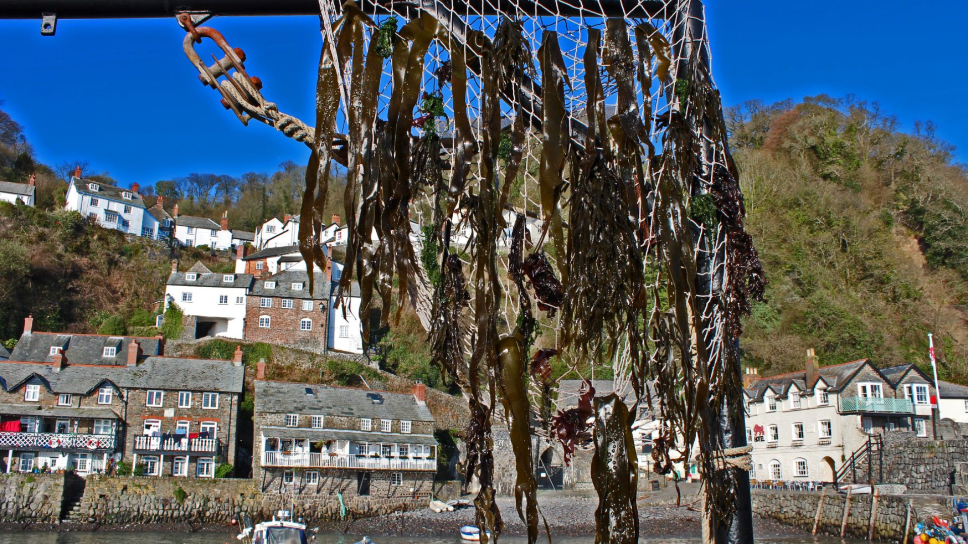Seaweed Festival