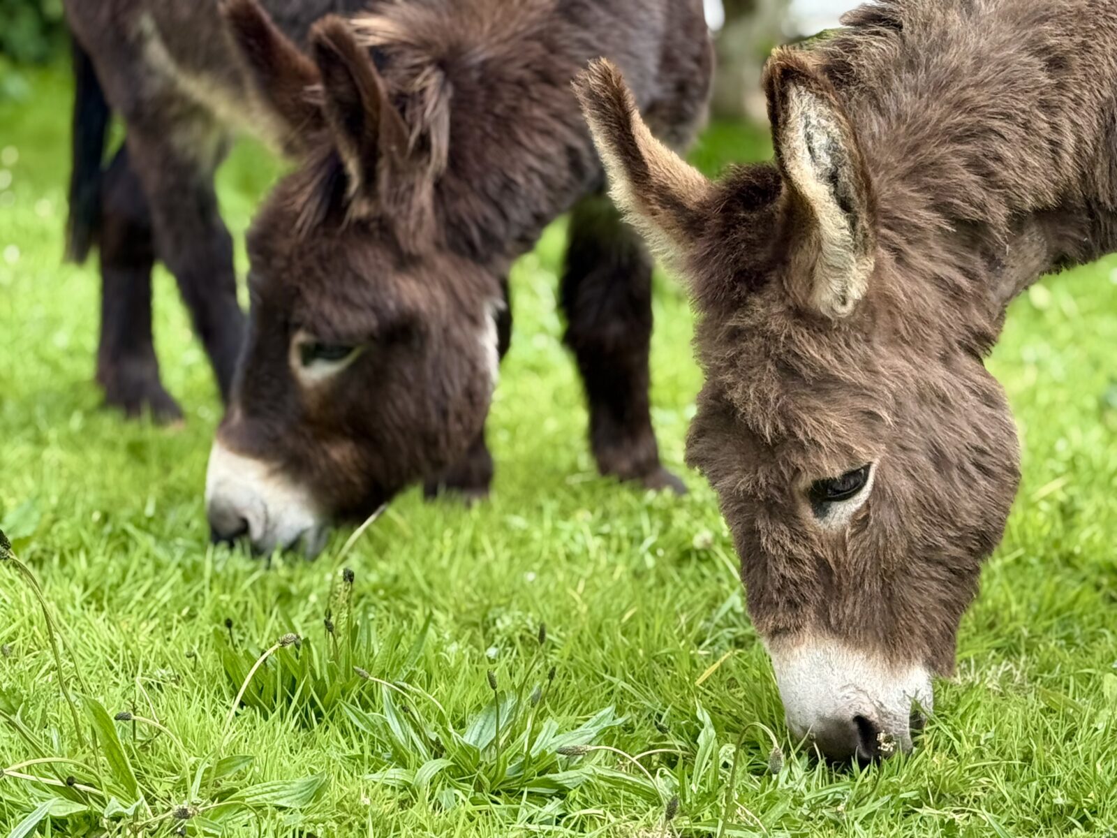 Two donkeys eating grass