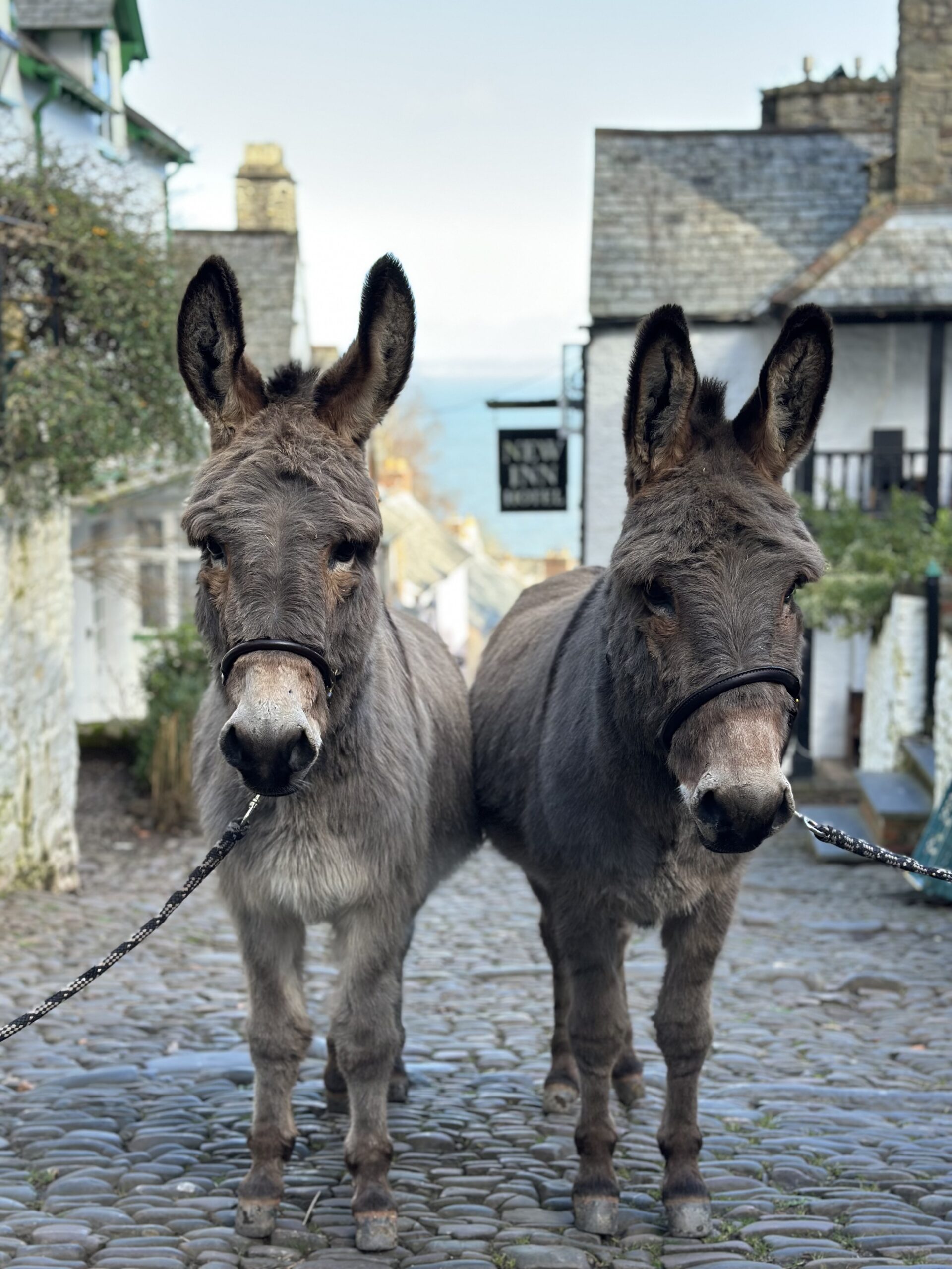 Two donkeys on Clovelly main street
